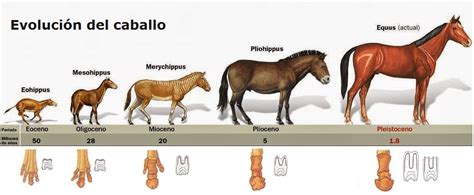 La línea del tiempo del caballo: desde su evolución hasta la .